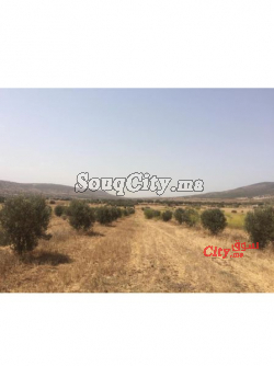 أرض فيلاحية للبيع بالصويرة